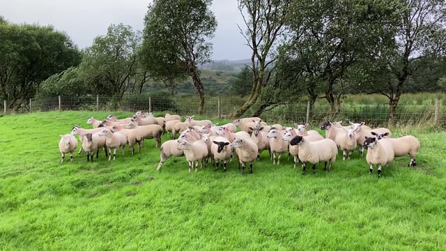 Finishing lambs and ensuring sufficient grass for ewes