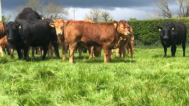 Irish weanling exports plunge by over 20% on last year