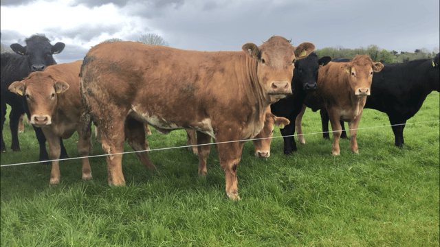 Beef price: August kill begins with steady factory quotes