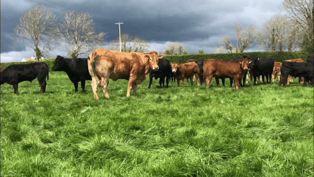 Beef trade: Factory quotes steady and cattle trade strong