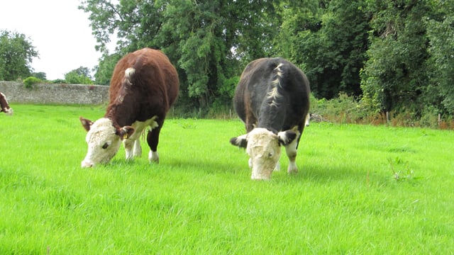 Hereford society launches 2nd annual photo competition