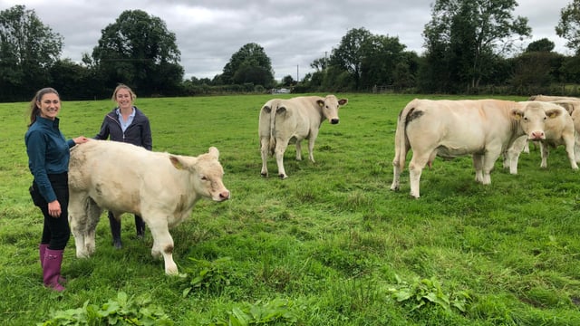 Beef Focus: Galway sisters producing quality suckler stock