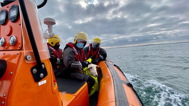 Howth Coast Guard rescues lamb after cliff fall