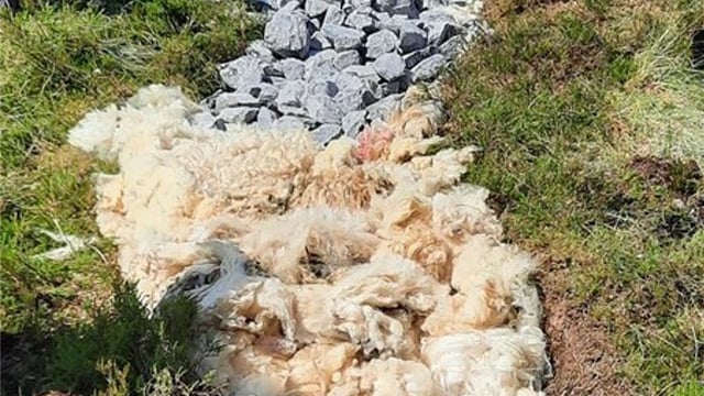 Sheep wool used to build walking trails in Co. Leitrim