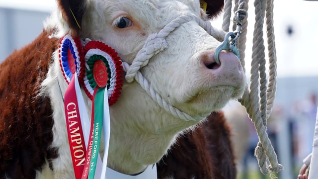 Livestock judges announced for 2021 Balmoral Show