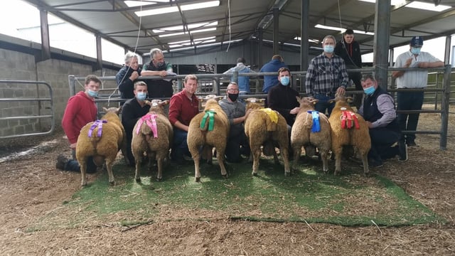 Cavan man tops the Irish Charollais Sheep sale in Roscommon on Saturday