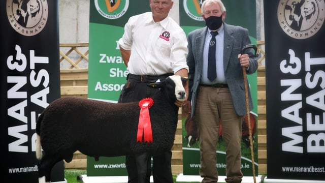 Irish Zwartbles Sheep Association's premier sale tops €3,700