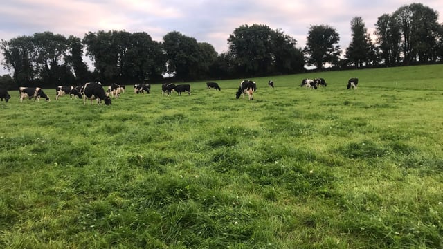 Dairy Focus: 'Walk and Talk' on Macra president's farm