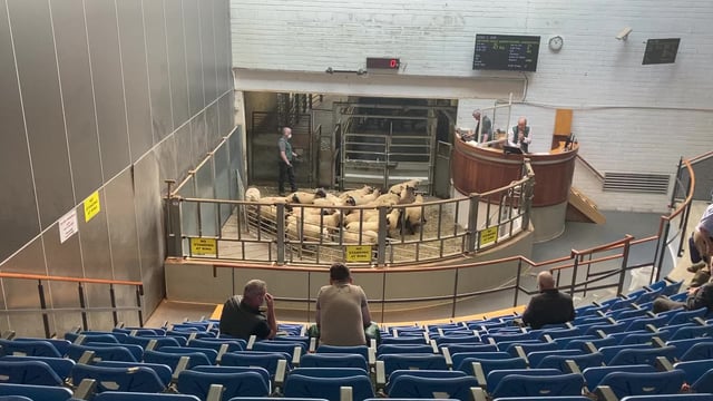 Sheep sale: Demand outstrips supply in Kilkenny