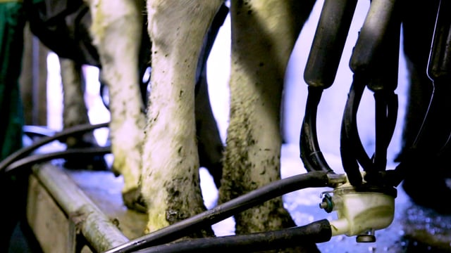 CSO: Domestic milk intake falls 3.3% in April