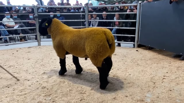 Video: Suffolk ram comes into €44,000 at Blessington Mart