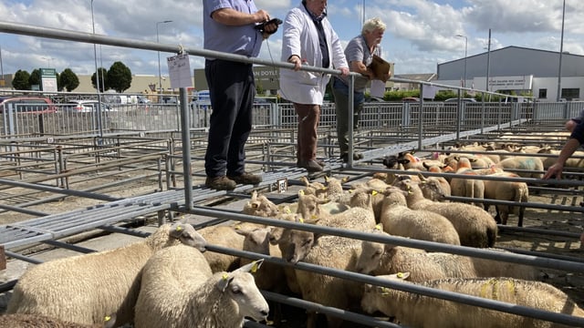 Pics and prices: Ewe lambs in demand at Roscommon Mart