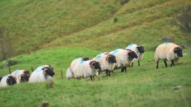 'Technical solution' found for NI/Scotland livestock trade issues