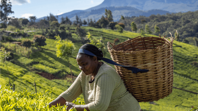 Why your tea-break can help other farmers if you choose wisely