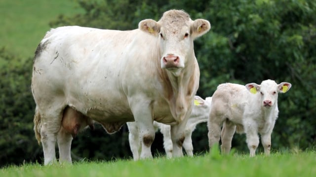 Preview: Culla herd dispersal  sale this Saturday