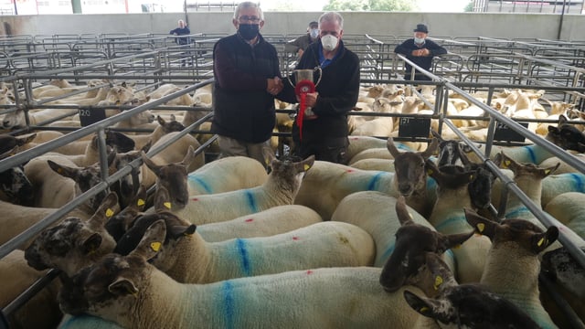 Hoggets make up to €285/head at Suffolk-cross  Cheviot sale at Blessington