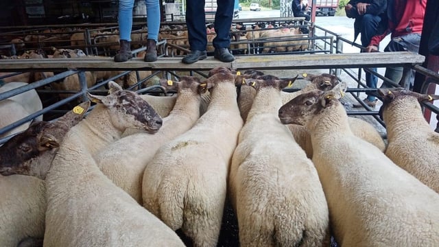 Sheep breeding sales get off to a flying start