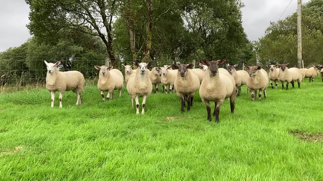 Sheep management: Selecting potential replacement ewe lambs