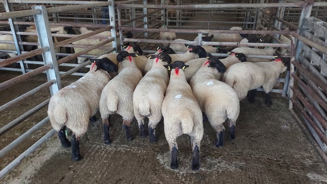 Sheep kill: Lamb throughput edges back, but overall kill falls short of 60,000 head