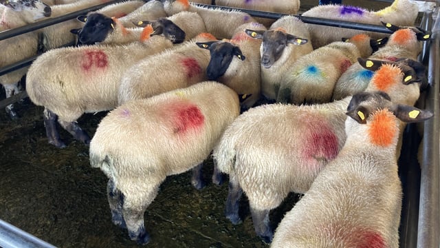 Sheep marts: Farmer interest in stores and ewe lambs 'hots up'