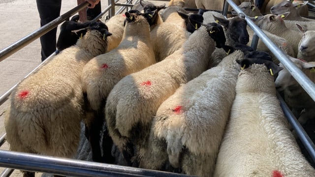 Sheep kill: Throughput exceeded 56,000 head last week