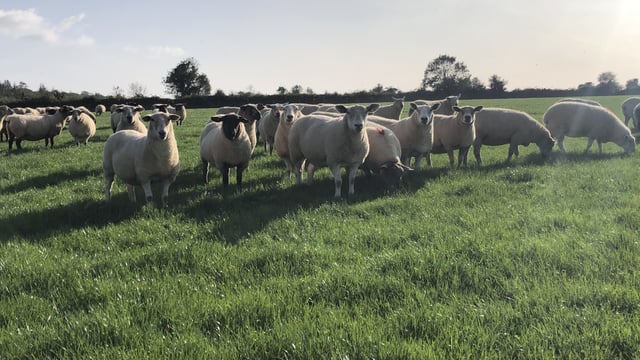 Moving cull ewes on while the trade is strong