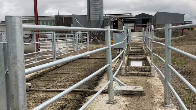 Dairy advice: Regular foot bathing to limit lameness