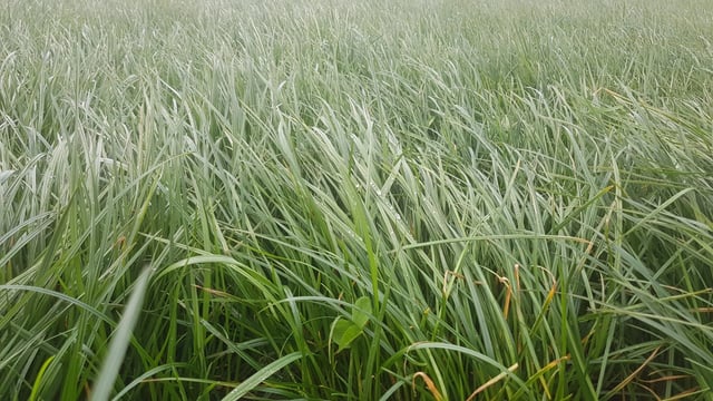 NI grass growth in March below long-term average