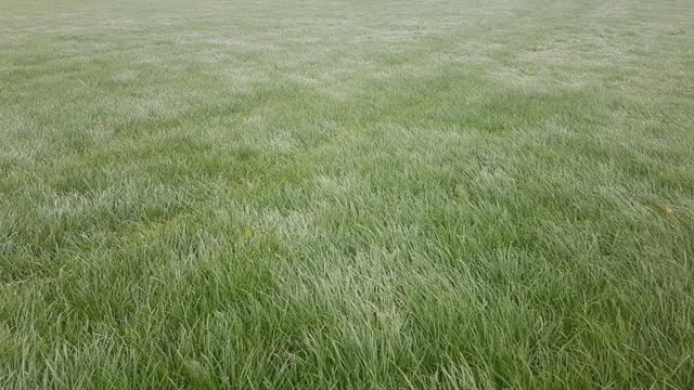 Dairy advice: Time to start thinking about spring grass