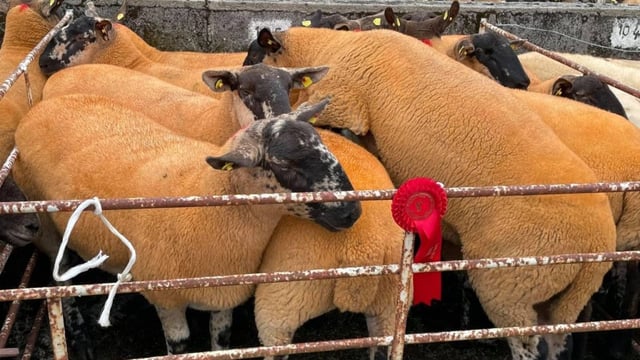 Borris Ewe Breeders' 2nd sale coming up tomorrow