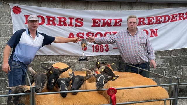 Hogget ewes hit €450/head at Borris Ewe Breeders' sale on Saturday