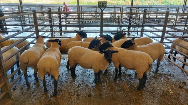 Farmers looking for 'quality replacements' pay up to €230 for hoggets at Enniscorthy Mart
