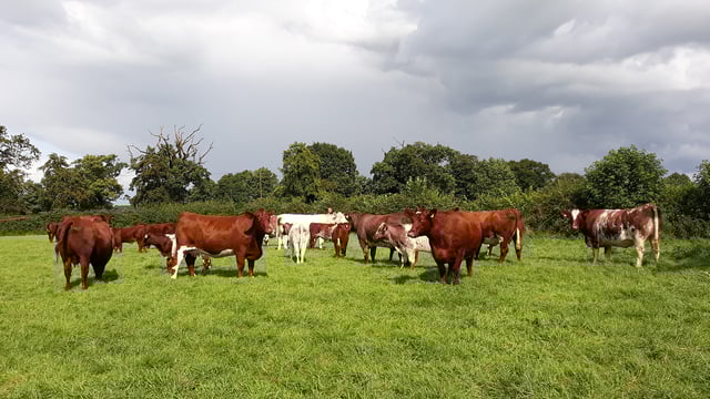 Randox Farming reports £6.1 million losses