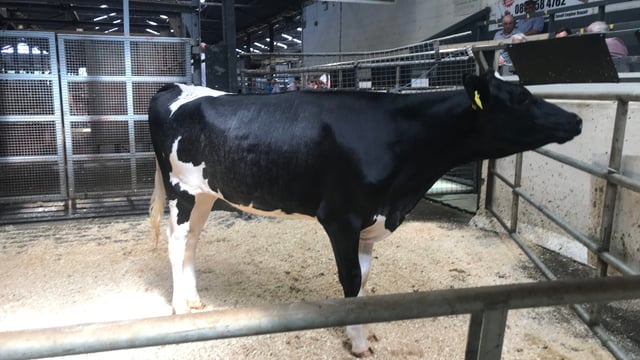 Tabasco daughter makes top price at Kilskyre youngstock sale