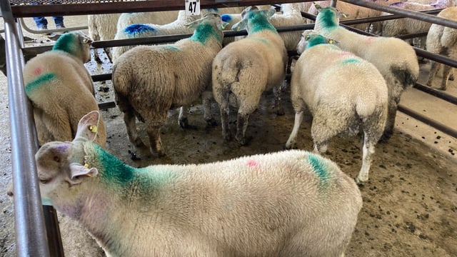 Sheep kill: Throughput bounces back
