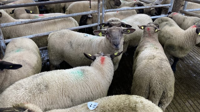'Nothing but positives to be taken away, as prices for lambs top €6.30-6.40/kg'