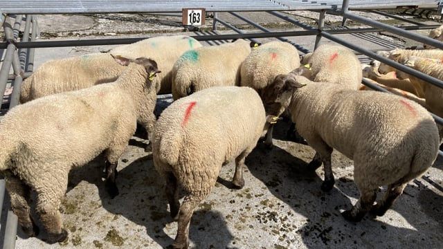 'Factories offering more despite lowering quotes for lambs'
