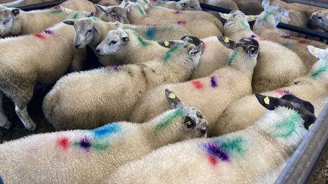 'Lambs from north processed ahead of local supplies' - ICSA