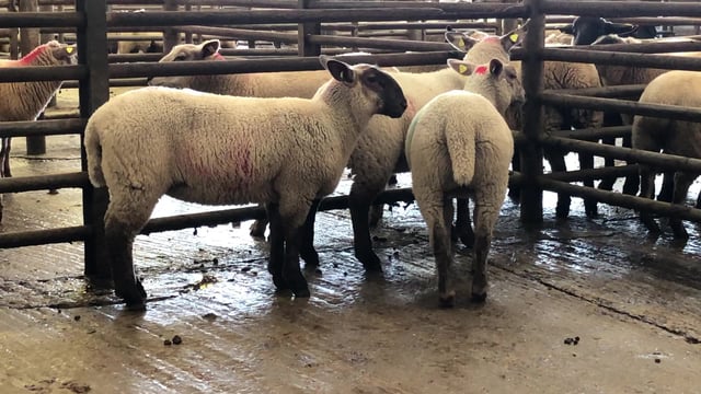 Sheep kill: Throughput edges up once again