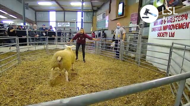 The Big Boy Ram Sale sees a Texel ram lamb come out on top at €1,900