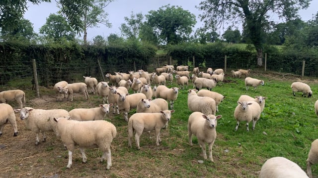 Sheep kill: Under 64,000 fewer spring lambs slaughtered in 2024