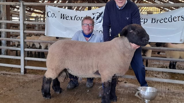 Suffolk ram tops the Wexford Sheep Breeders' sale at €820