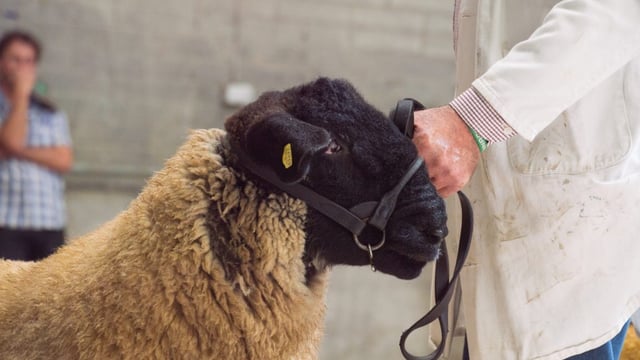 West of Ireland Suffolk Breeders' Club sale tops €1,450