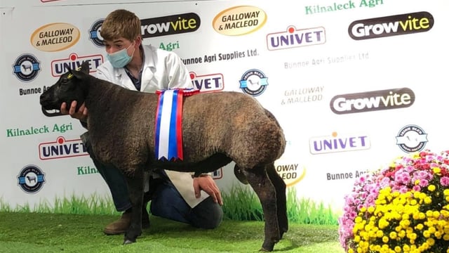 Irish Blue Texel premier show and sale set for this Saturday in Carrick-On-Shannon