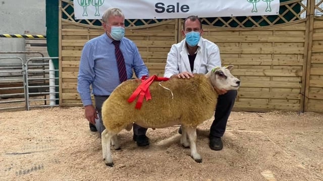 Belgian Beltex Breeders premier sale sees prices top €2,060