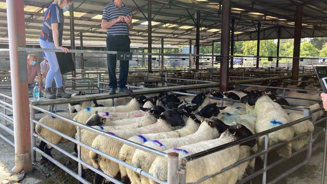 Pics and prices: Heavy lambs and ewe lambs catch the eye at Loughrea