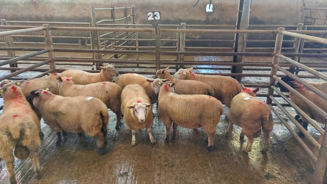 Sheep kill: Throughput exceeds 66,000 head