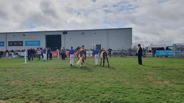 £200,000 support package for NI's agricultural shows unveiled