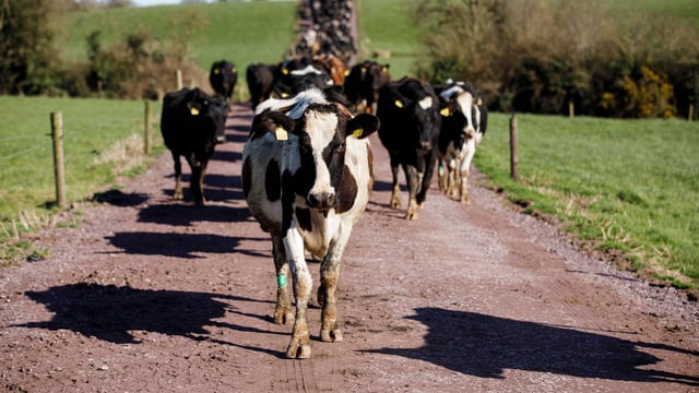 Cow flow and avoiding congestion on roadways during breeding
