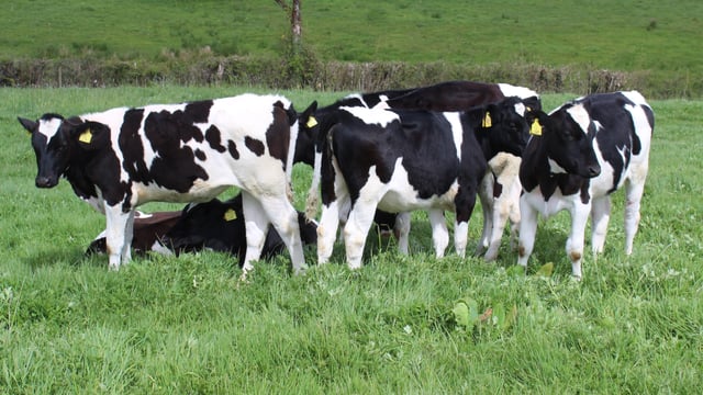 Monitoring heifer growth performance